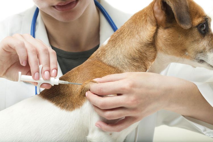 Injection sous-cutanée pour chiens