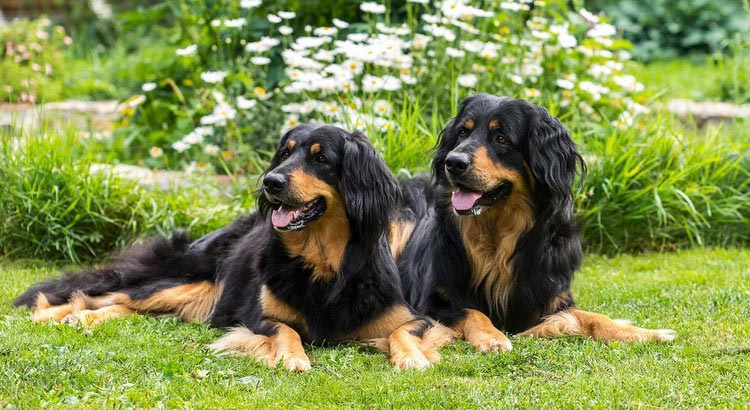 Race de chien Hovawart