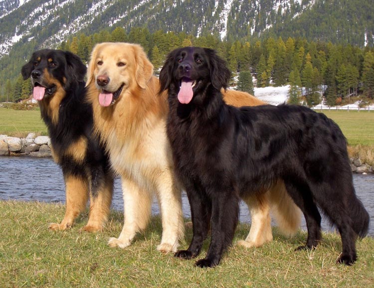 trois couleurs de Hovawart