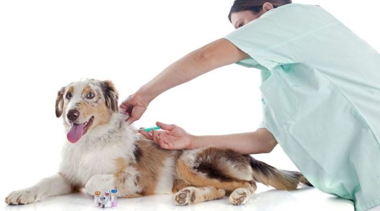Vaccination d'un chien
