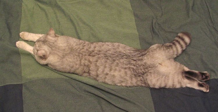 Le chat est prêt pour un massage