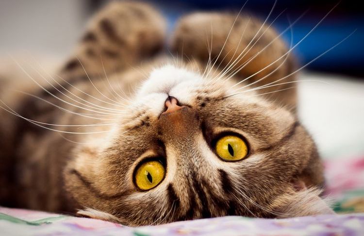 Le chat est couché sur le dos.