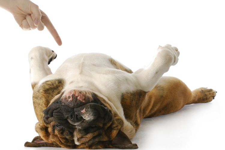 Le chien exécute l'ordre « Meurs ».