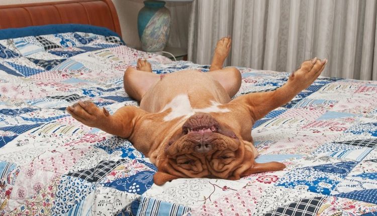 Le chien exécute l'ordre « Meurs ».