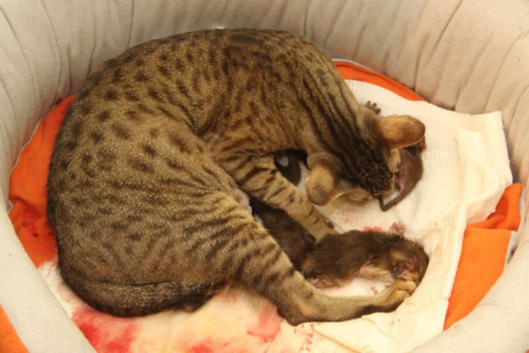 La chatte se prépare à mettre bas