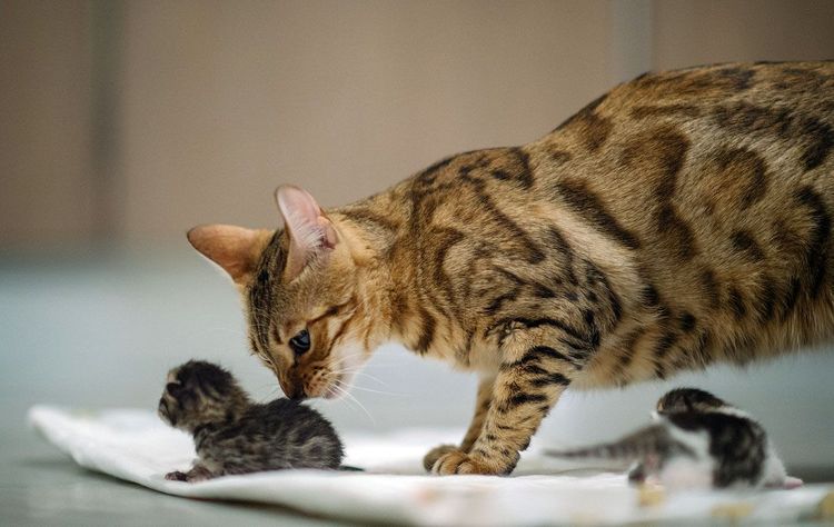 Un chat lèche un chaton