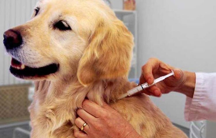 Injection pour un retriever