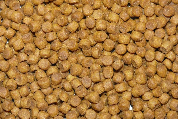 croquettes pour chat