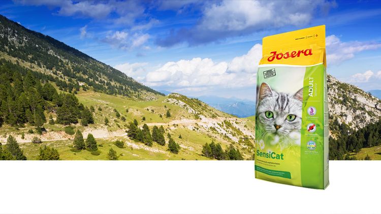 Alimentation pour chats à digestion sensible