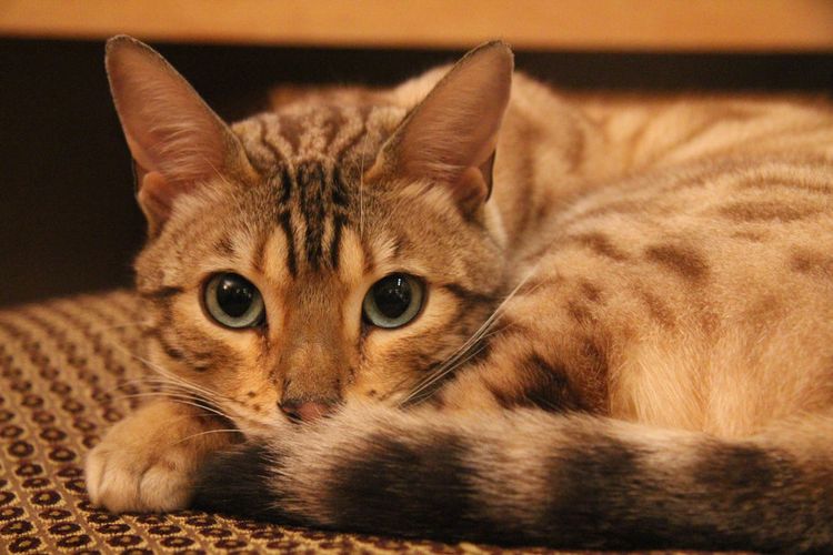 Le chat s'est mis en boule.