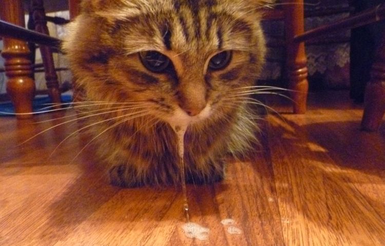 Le chat vomit de la mousse