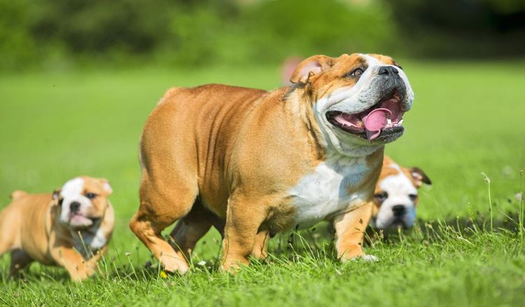 Un chien avec des chiots