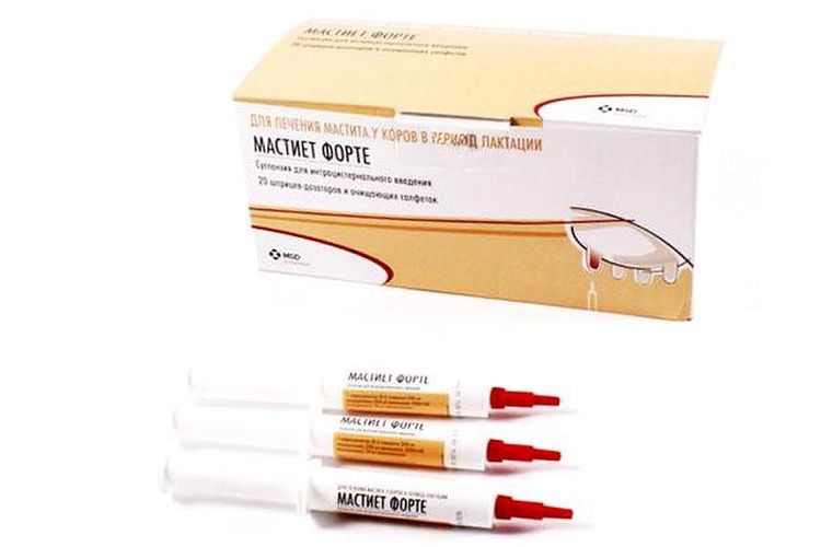 Mastiet Forte pour chiens