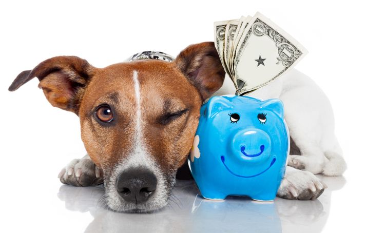 Un chien près d'une tirelire