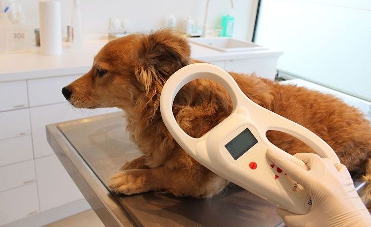 Micropuçage des animaux