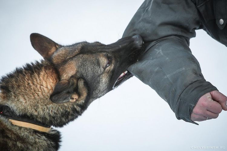 Attaque de chien sur une personne