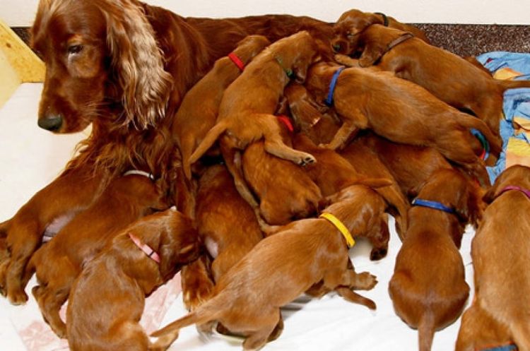 Épagneul avec des chiots