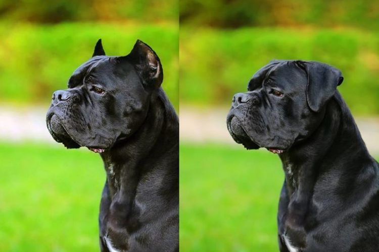 Oreilles coupées et non écourtées