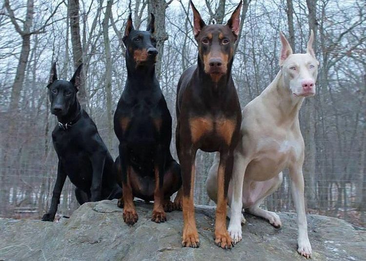 Doberman albinos comparé à un doberman normal