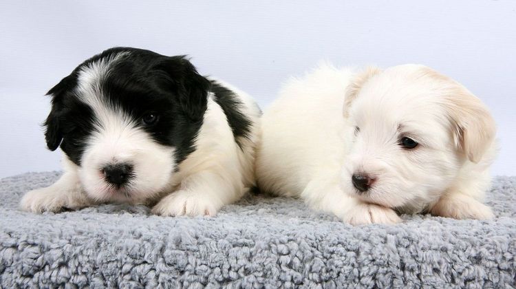 Chien domestique idéal d'Odessa