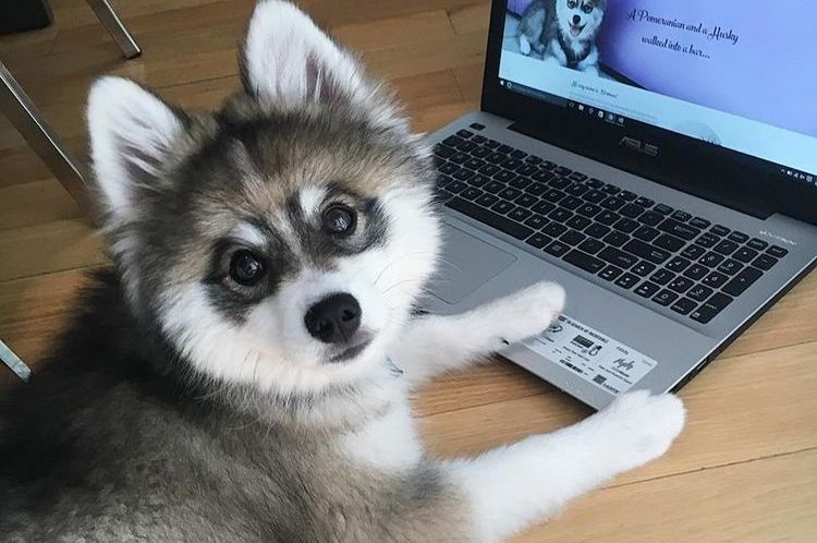 Pomsky