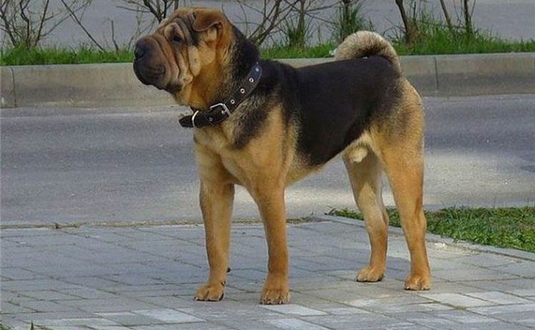 Shar Pei allemand