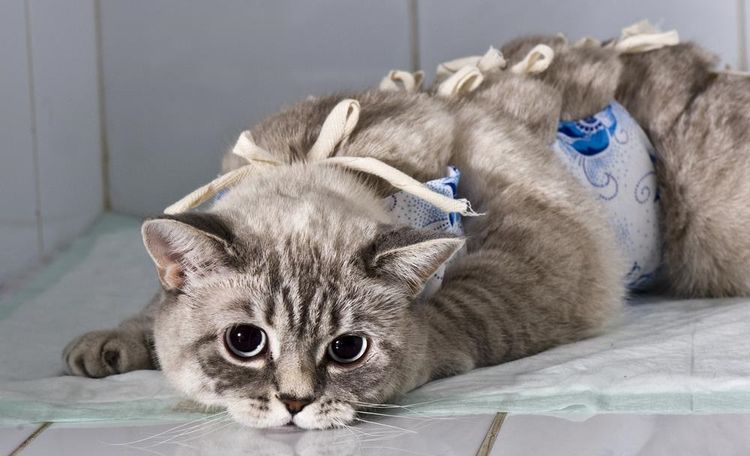 Un chat dans une couverture