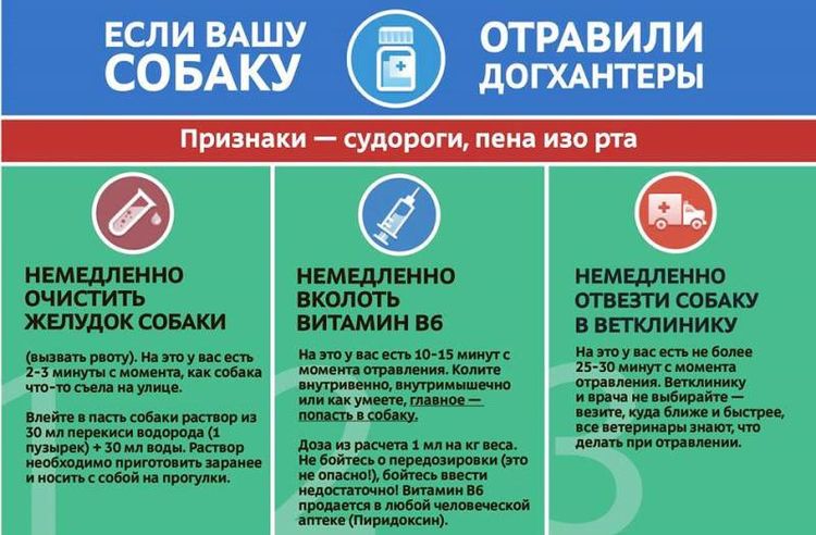 Aide en cas d'empoisonnement de chien
