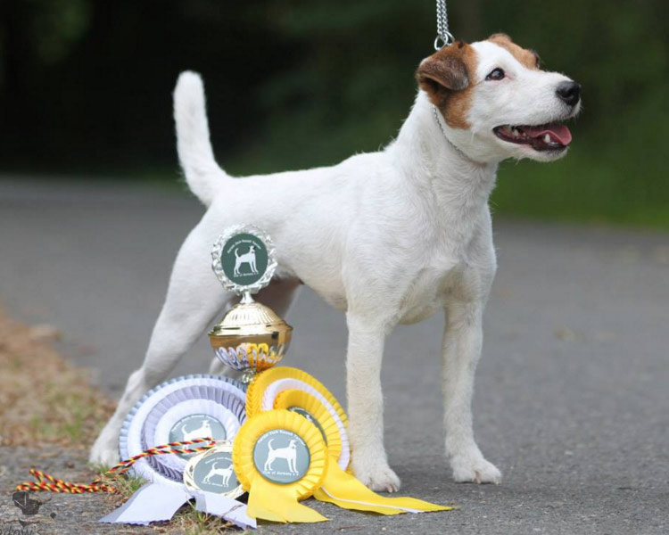 Parson Russell Terrier lors d'une exposition