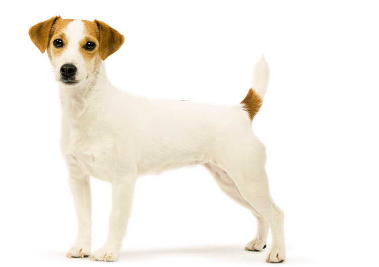 race de chien Parson Russell Terrier