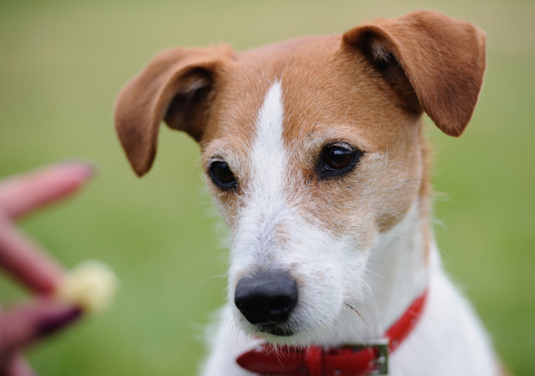 Photo de Parson Russell Terrier