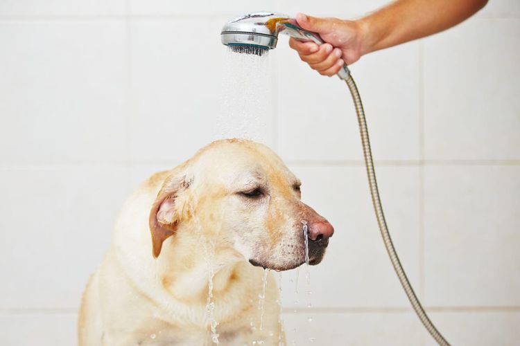 Labrador dans la salle de bain