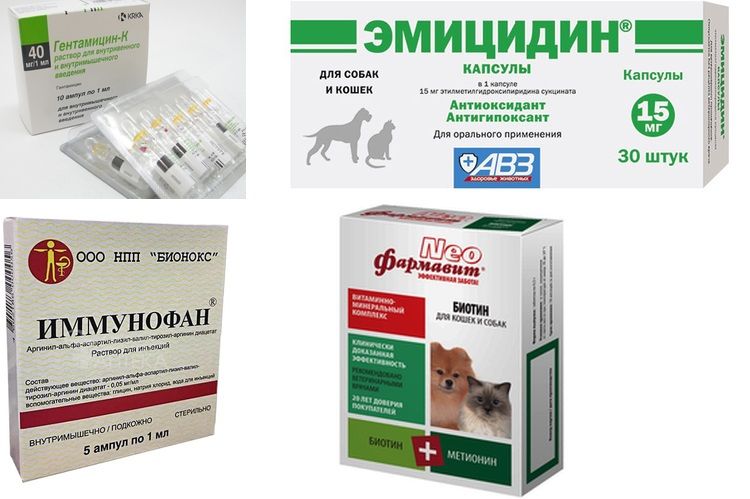 Médicaments pour le traitement de la toux du chenil