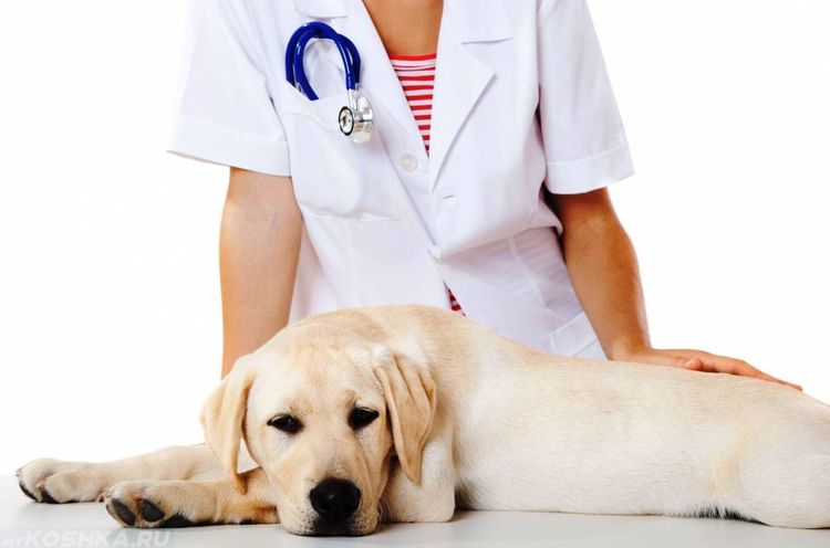 Chien chez le vétérinaire