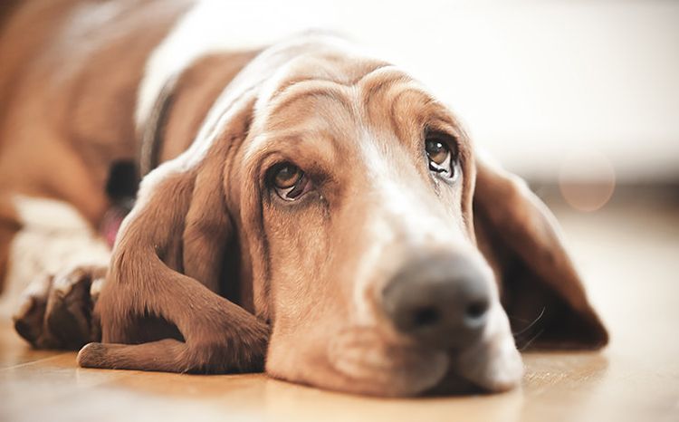Le basset hound est triste