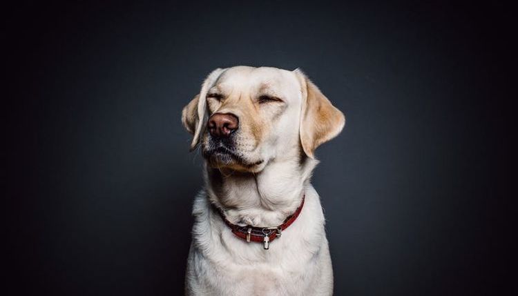 Le chien a le hoquet