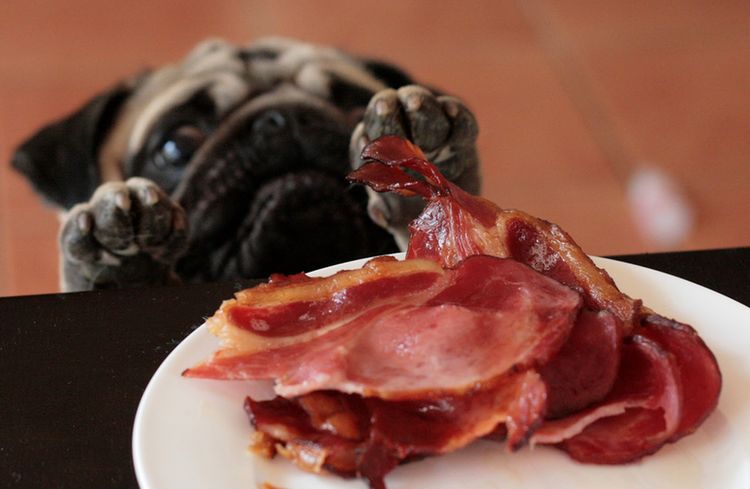 Un carlin vole du porc