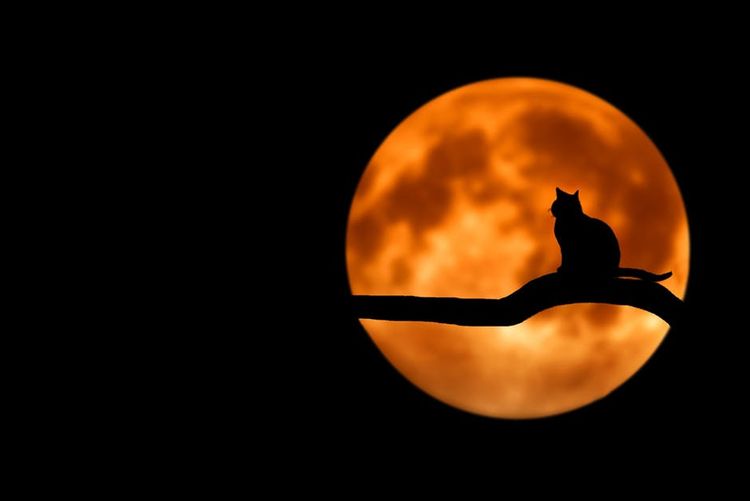 Un chat sur fond de lune