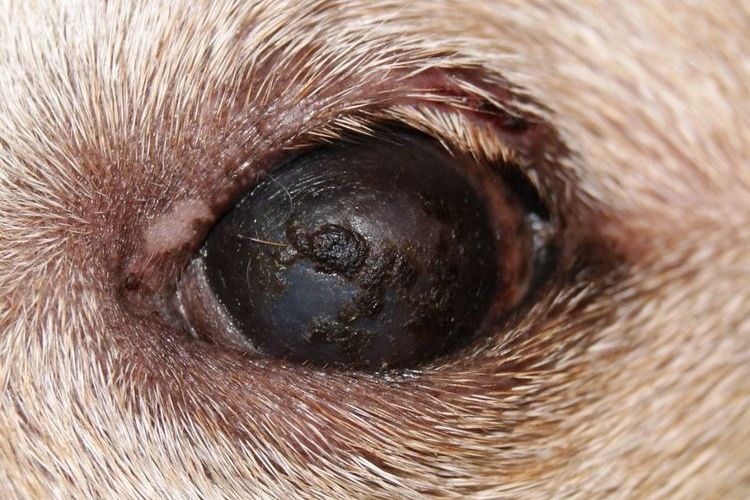 Syndrome de sécheresse oculaire chez le chien