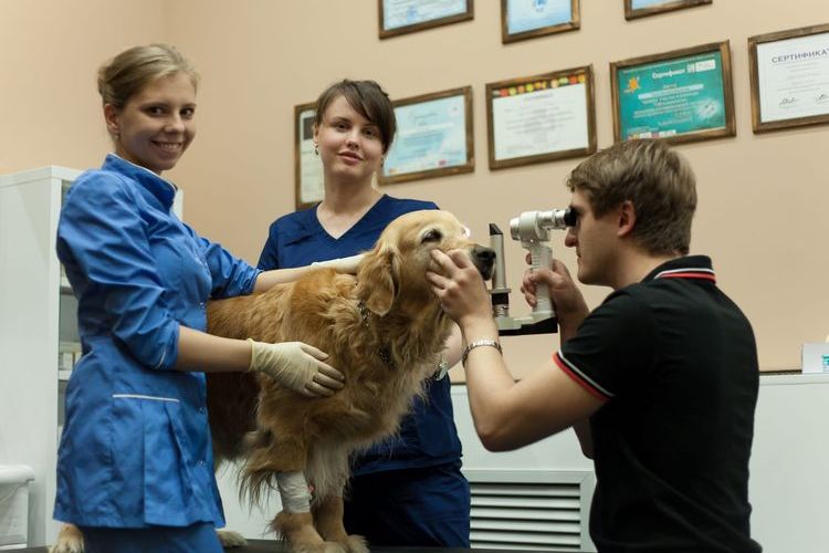 Examen du chien par un ophtalmologiste