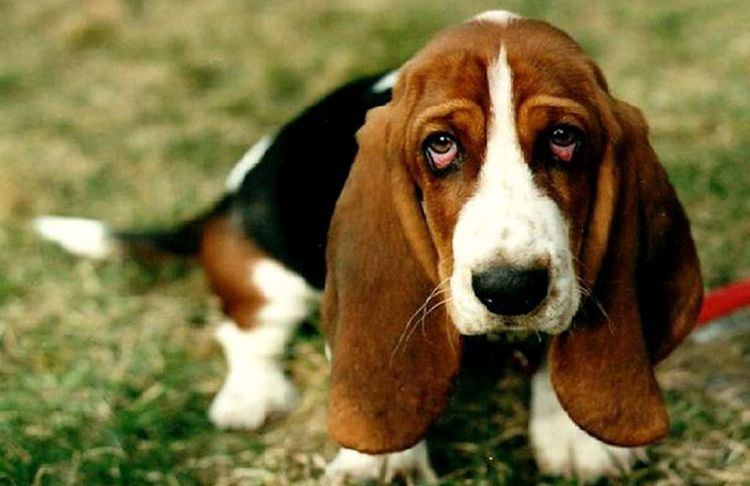 Pourquoi un chien peut-il avoir les yeux rouges ?