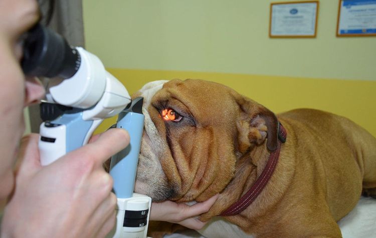 Examen ophtalmologique du chien chez le vétérinaire