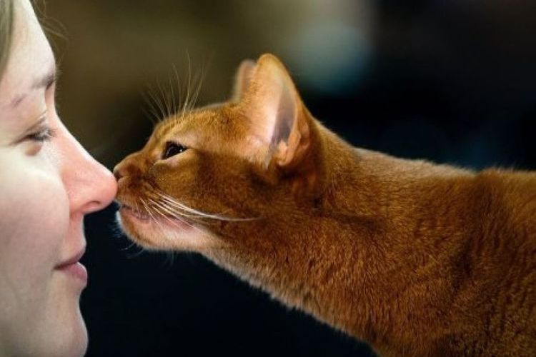Chat et propriétaire