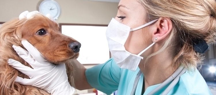 Examen d'un chien par un vétérinaire