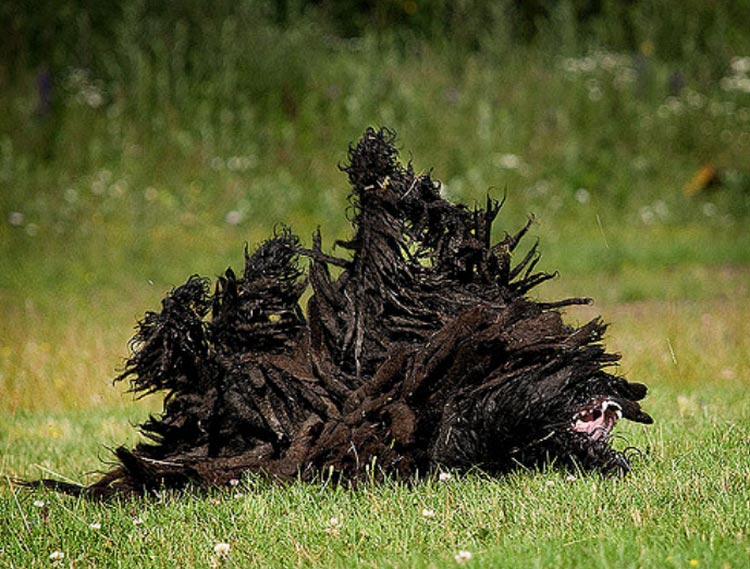 Chien Puli sur l'herbe