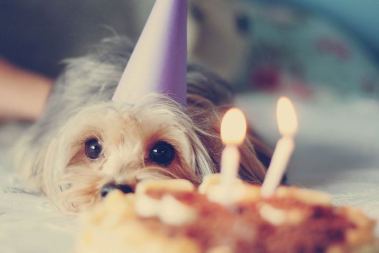 Anniversaire du chien
