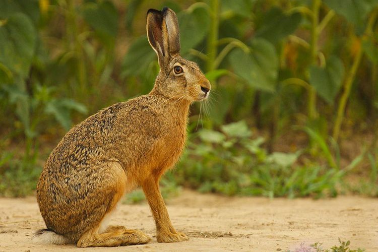 Lièvre brun