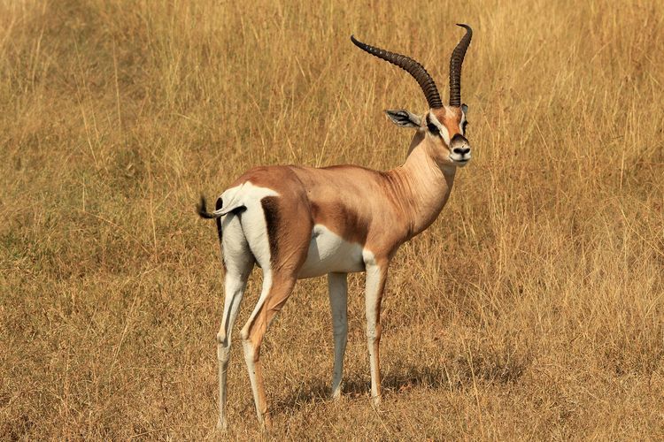 Gazelle de Thomson