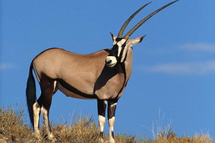 Antilope sud-africaine (Gemsbok)