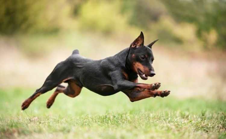 Pinscher nain